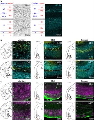 Laminar Organization of the Entorhinal Cortex in Macaque Monkeys Based on Cell-Type-Specific Markers and Connectivity